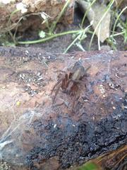 Asthenoctenus borellii