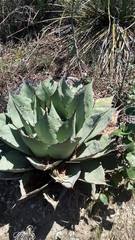 Agave ovatifolia