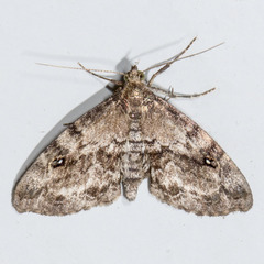 Melanomma auricinctaria