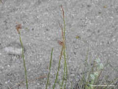 Armeria arenaria