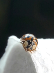 Harmonia axyridis