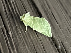 Plagiomimicus tepperi