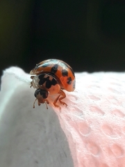 Harmonia axyridis