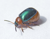 Knotweed Leaf Beetle - Photo (c) katunchik, some rights reserved (CC BY), uploaded by katunchik