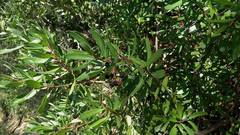 Comarostaphylis polifolia