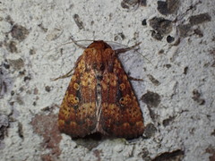 Perigea xanthioides