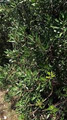 Comarostaphylis polifolia