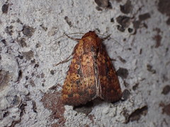 Perigea xanthioides