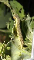 Mamestra brassicae