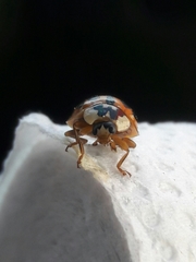 Harmonia axyridis