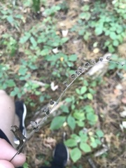 Lithospermum officinale