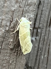 Plagiomimicus tepperi