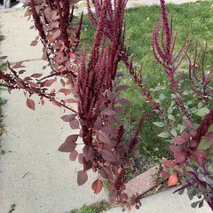Amaranthus palmeri