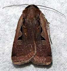 Parabagrotis insularis