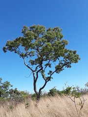 Pterodon emarginatus