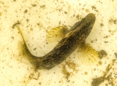 Chasmodes bosquianus