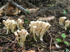 Tremellodendropsidaceae