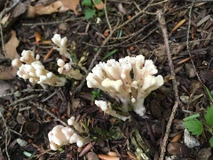 Tremellodendropsidaceae