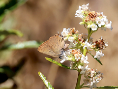 Satyrium auretorum spadix