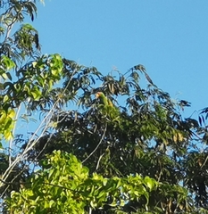 Amazona albifrons