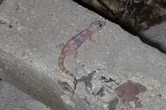 Phyllodactylus unctus