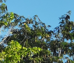 Amazona albifrons