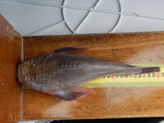 Brazilian Stargazer photo 2