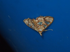 Glyphodes canthusalis