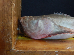 Brazilian Stargazer photo 3