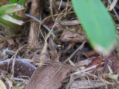Hyperaspis festiva