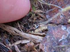 Hyperaspis festiva