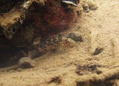 Sebastiscus marmoratus