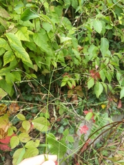 Panicum dichotomiflorum dichotomiflorum