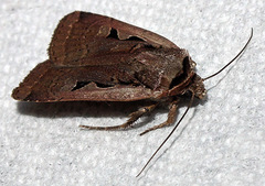 Parabagrotis insularis