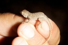 Sceloporus hunsakeri