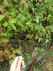 Panicum dichotomiflorum dichotomiflorum