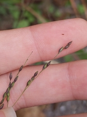 Panicum dichotomiflorum dichotomiflorum