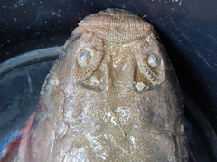 Brazilian Stargazer photo 4