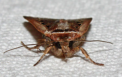 Parabagrotis insularis