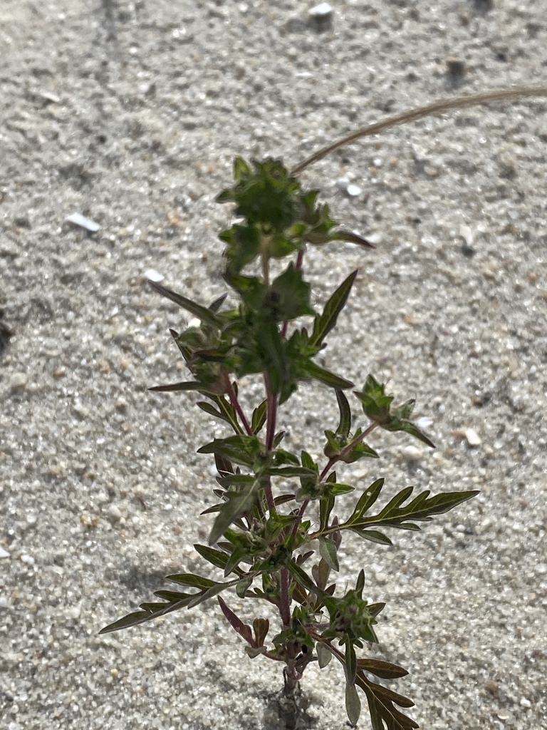 common ragweed in September 2020 by Robert Levy · iNaturalist