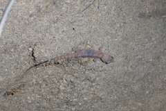 Phyllodactylus unctus