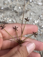 Cyperus grayi