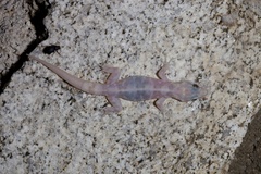 Phyllodactylus unctus
