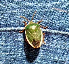 Edessa rufomarginata