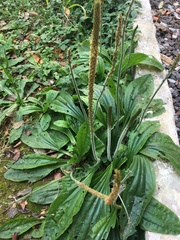 Plantago