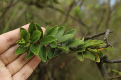 Ilex kunthiana