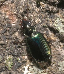 Coptodera aerata