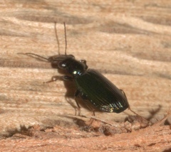 Coptodera aerata