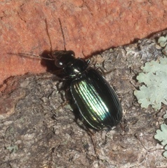 Coptodera aerata