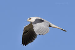 White-Tailed Kite photo 5